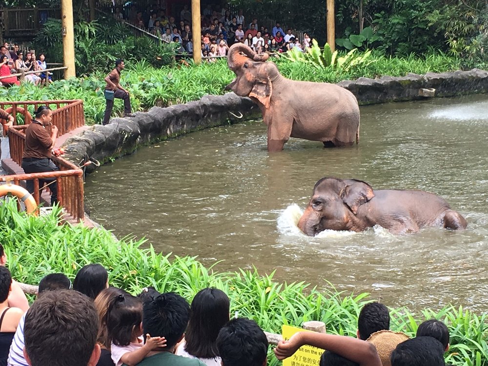 Singapore Zoo - Khám Phá Triết Lý Vườn Thú Mở