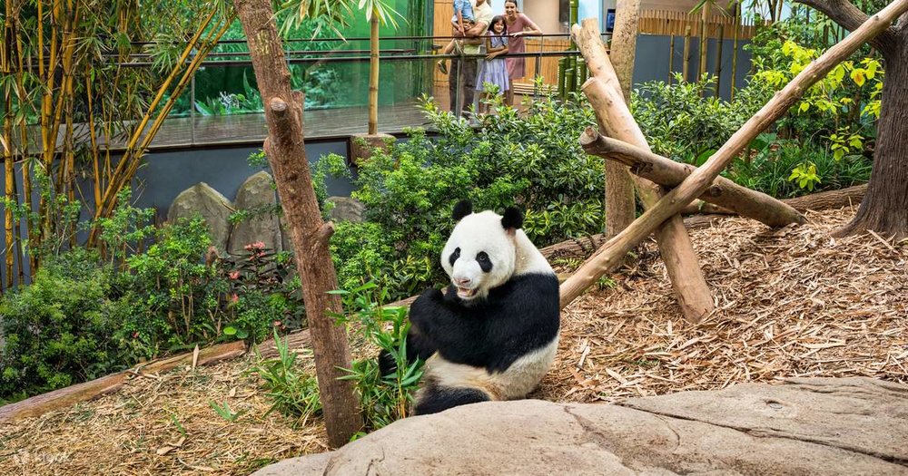 Giant Panda Forest - Gặp Kai Kai Và Jia Jia