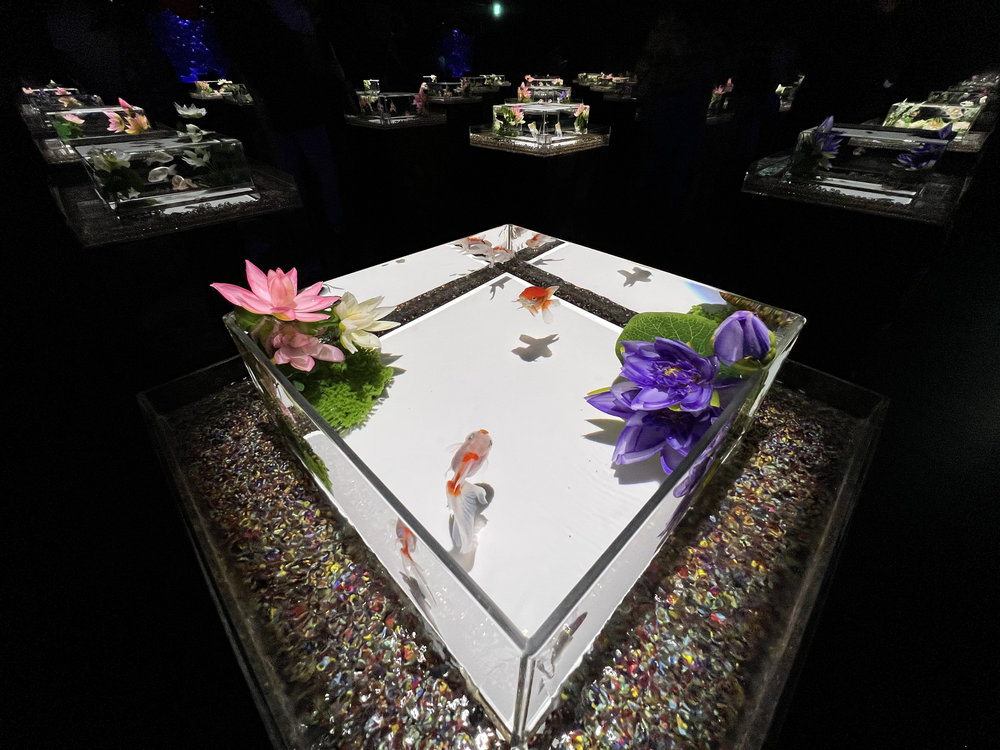 Art Aquarium Ginza