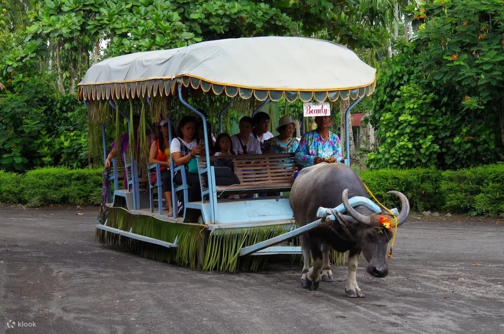 Carabao Cart at Villa Escudero