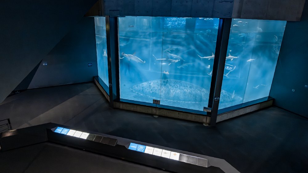 葛西臨海水族園大洋航海家水槽