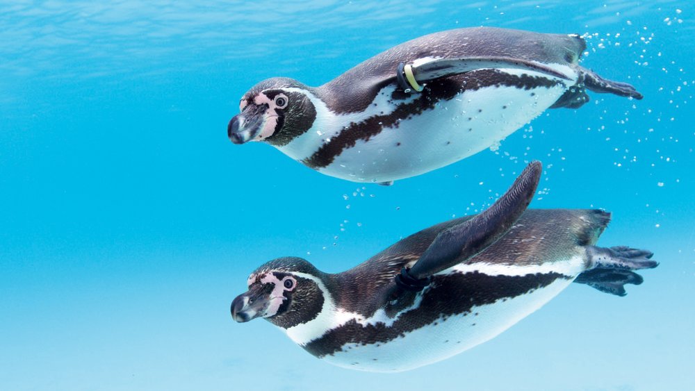 葛西臨海水族園玻璃穹頂