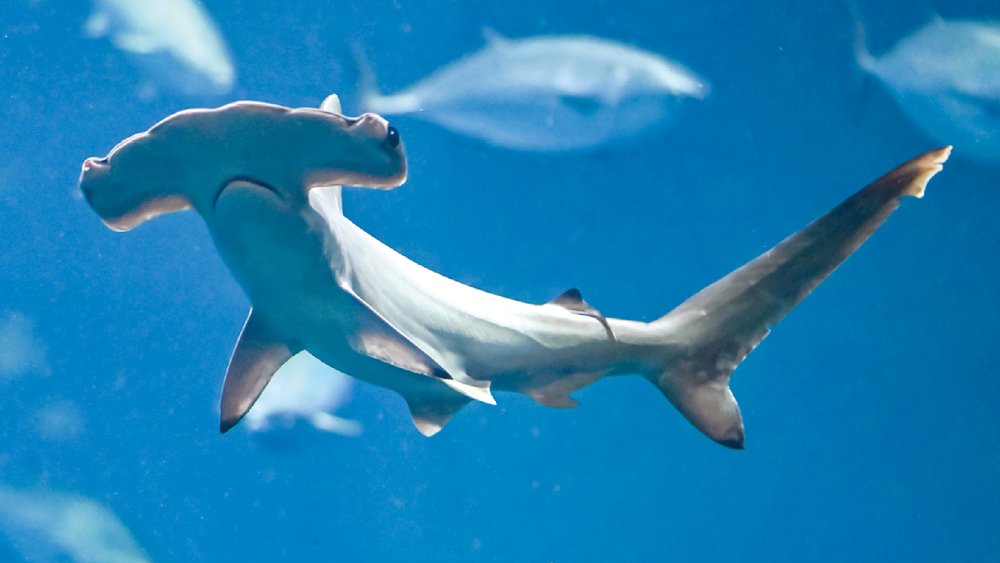 葛西臨海水族園紅鯊