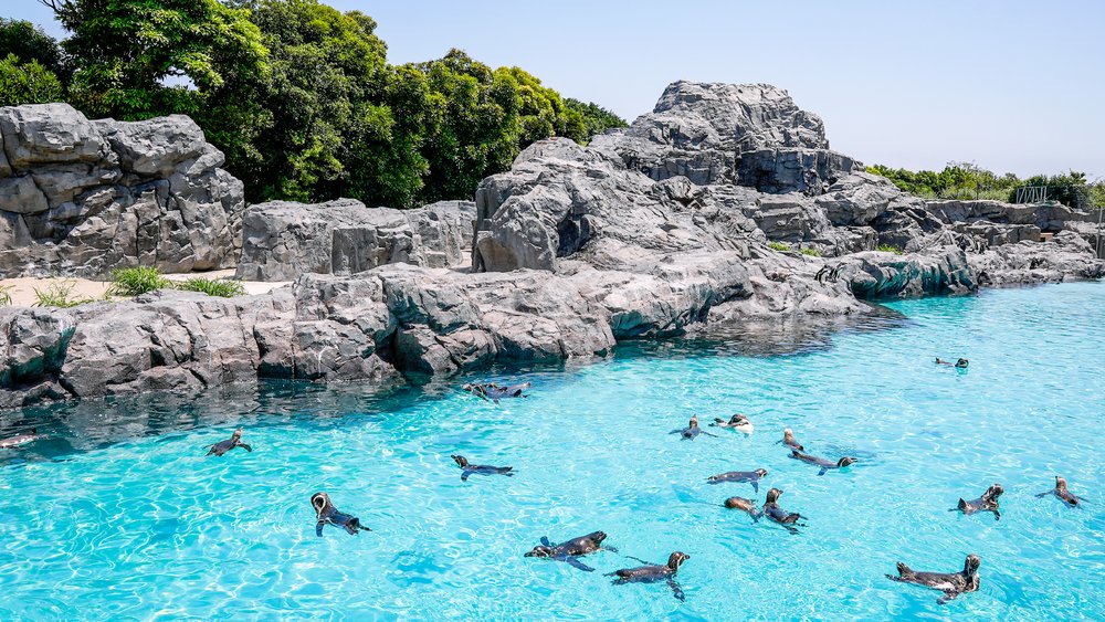 葛西臨海水族園企鵝展場
