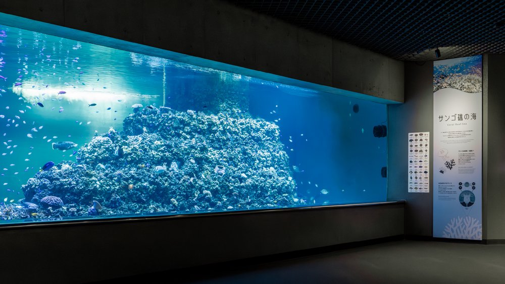 葛西臨海水族園珊瑚礁之海