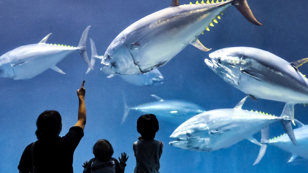 葛西臨海水族園藍鰭金槍魚