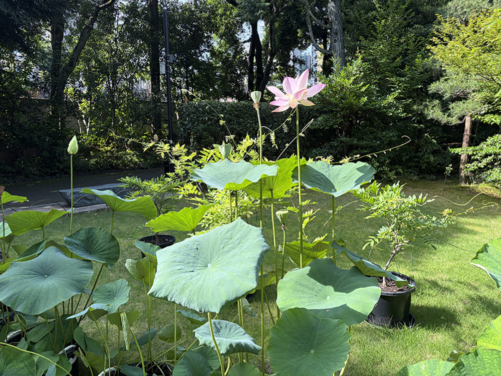 根津美術館 蓮花