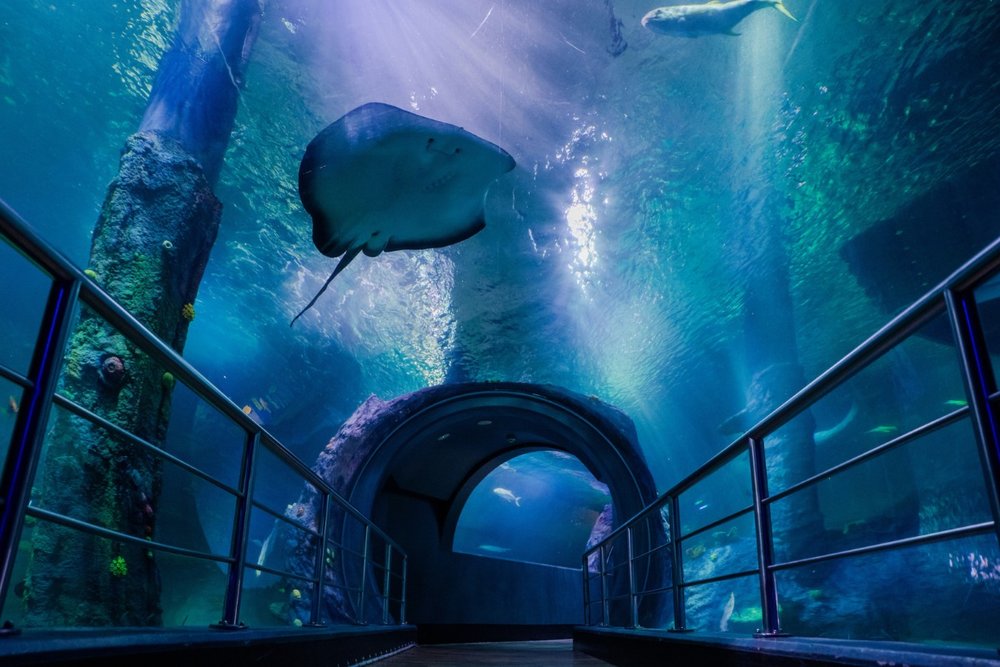 Thủy Cung SEA LIFE Melbourne: Lạc Vào Vũ Trụ Đại Dương Giữa Lòng Thành Phố