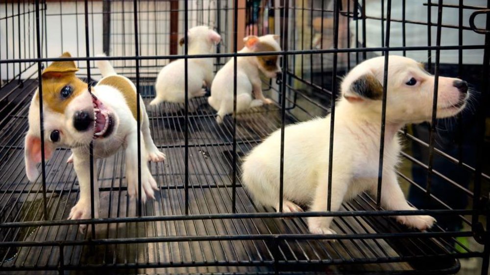 Khu Vực Thú Cưng (Section 8, 9, 11, 13)