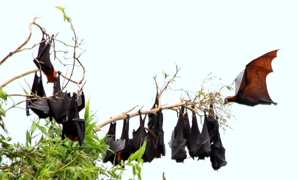 Thư Giãn Tại Hồ Hoa Mai