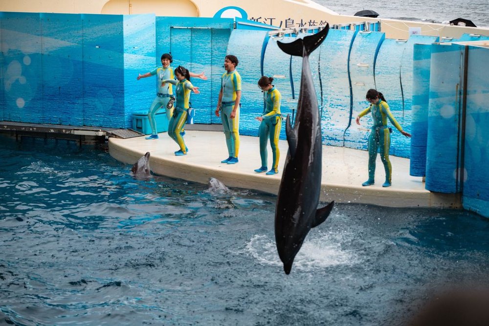 Dolphin show at Enoshima Aquarium