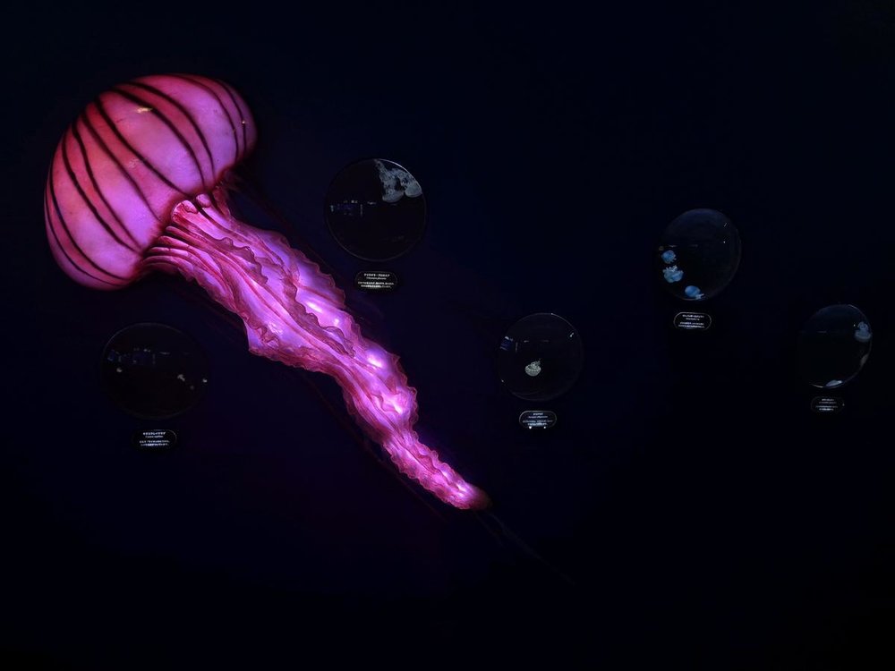 Jellyfish Fantasy hall at Enoshima Aquarium