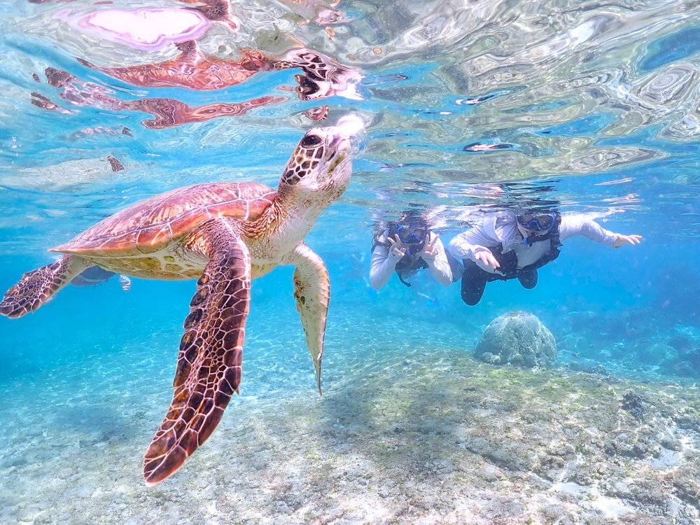 Sea turtle snorkeling