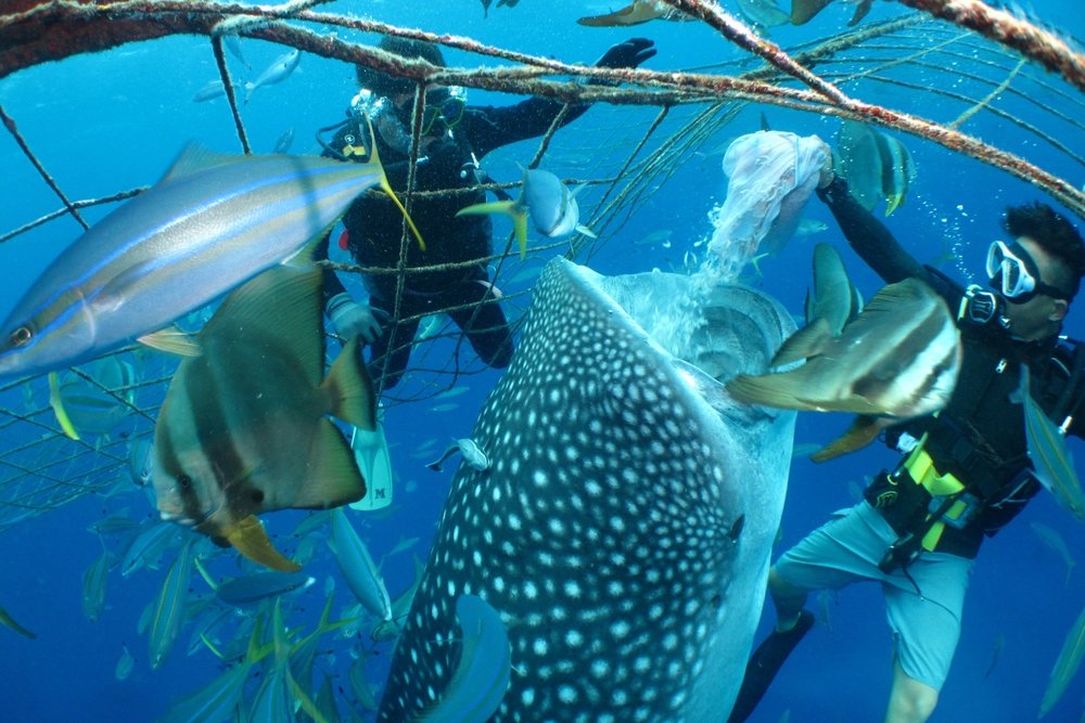 Whale shark diving tour