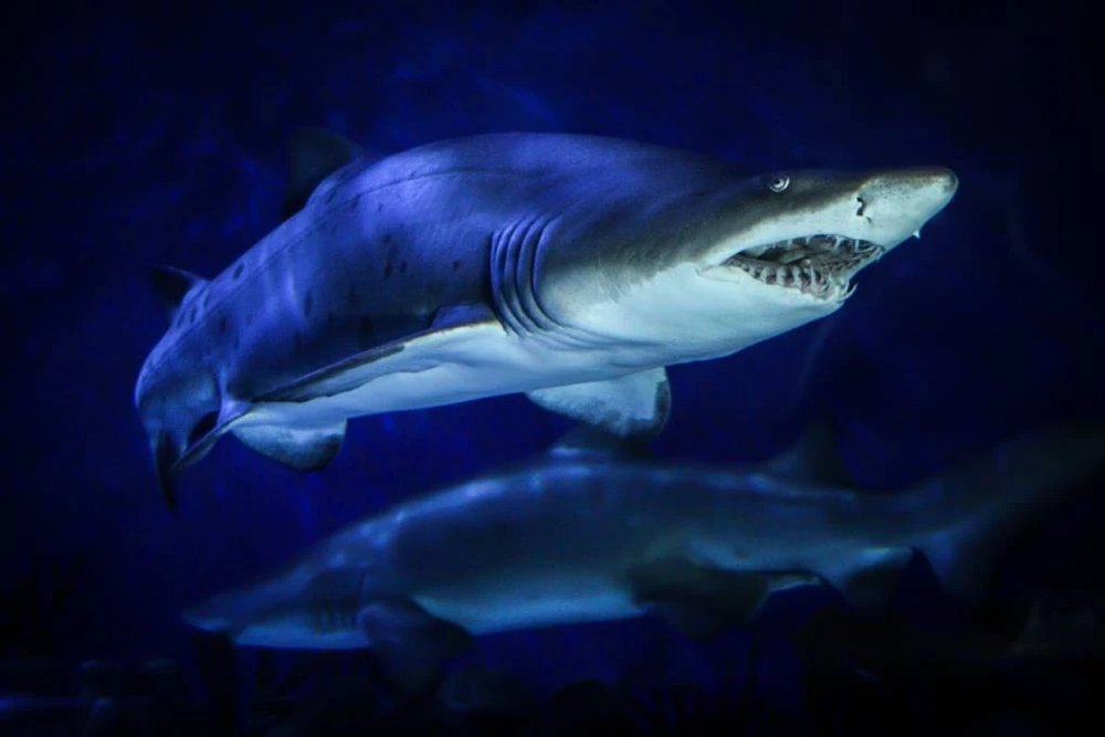 Khu Vực Living Ocean: Choáng Ngợp Với Đường Hầm Đáy Biển Dài 90 Mét