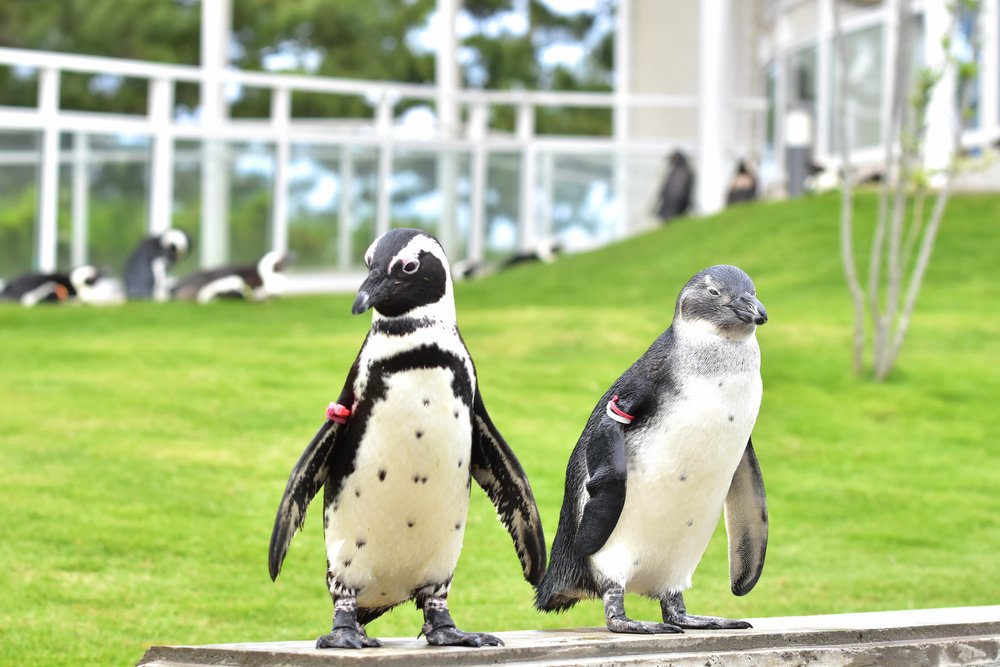 Penguins at Uminonakamichi Marine World