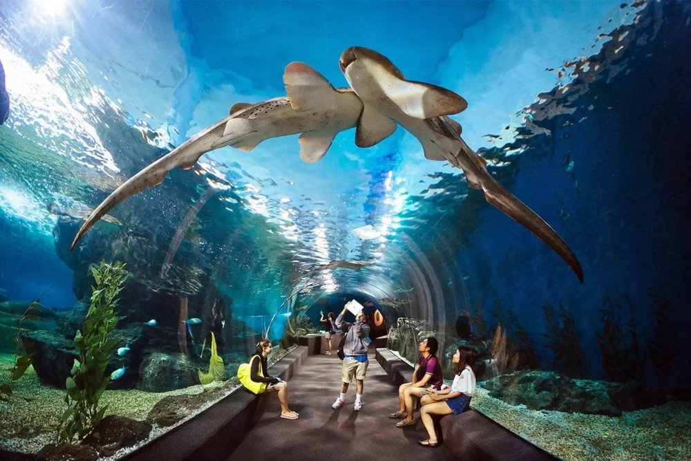 Thủy Cung Underwater World: Hành Trình Khám Phá Đại Dương "Cực Đỉnh"
