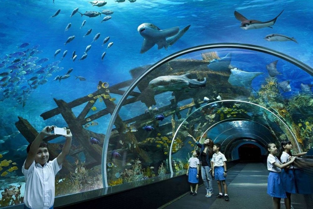 Thủy Cung Underwater World: Hành Trình Khám Phá Đại Dương "Cực Đỉnh"