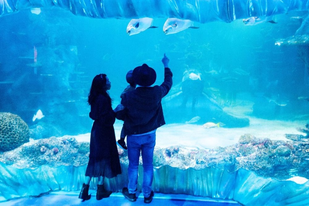 Thủy Cung SEA LIFE Sydney - Đắm Chìm Trong Giấc Mơ Đại Dương Cùng Nửa Kìa