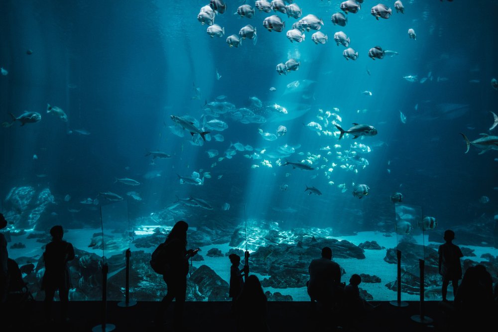 Chiều: Monterey Bay Aquarium