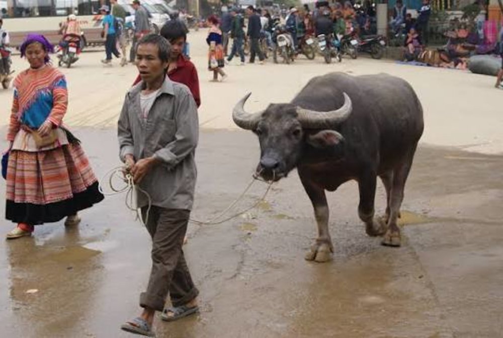 Chợ Phiên Cán Cấu - Nét Hoang Sơ Giữa Thung Lũng Mây