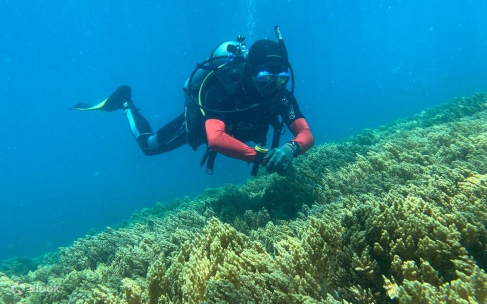 Thời Điểm Vàng Để Khám Phá Đại Dương Nha Trang
