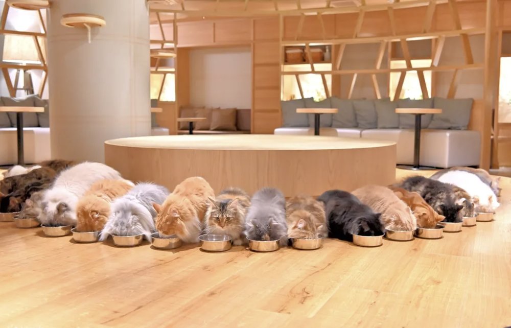 Cat Cafe MOCHA in Shinjuku
