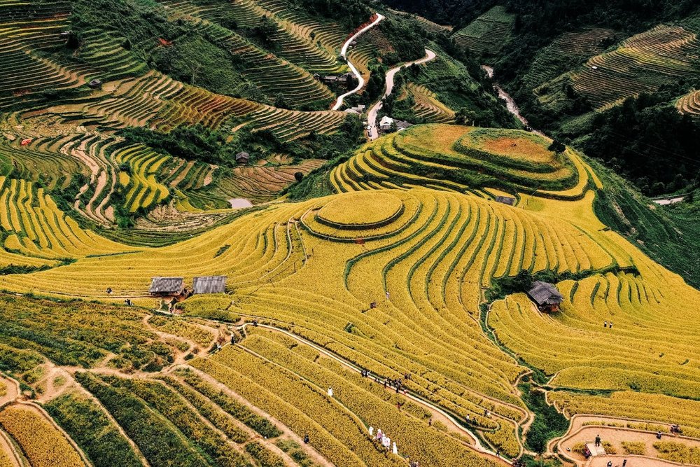 Tại Sao Đồi Mâm Xôi Lại Đặc Biệt?