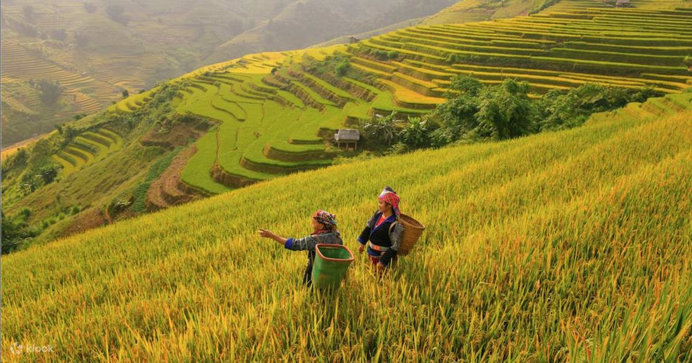 Bay Trên Mùa Vàng Ở Đèo Khau Phạ 