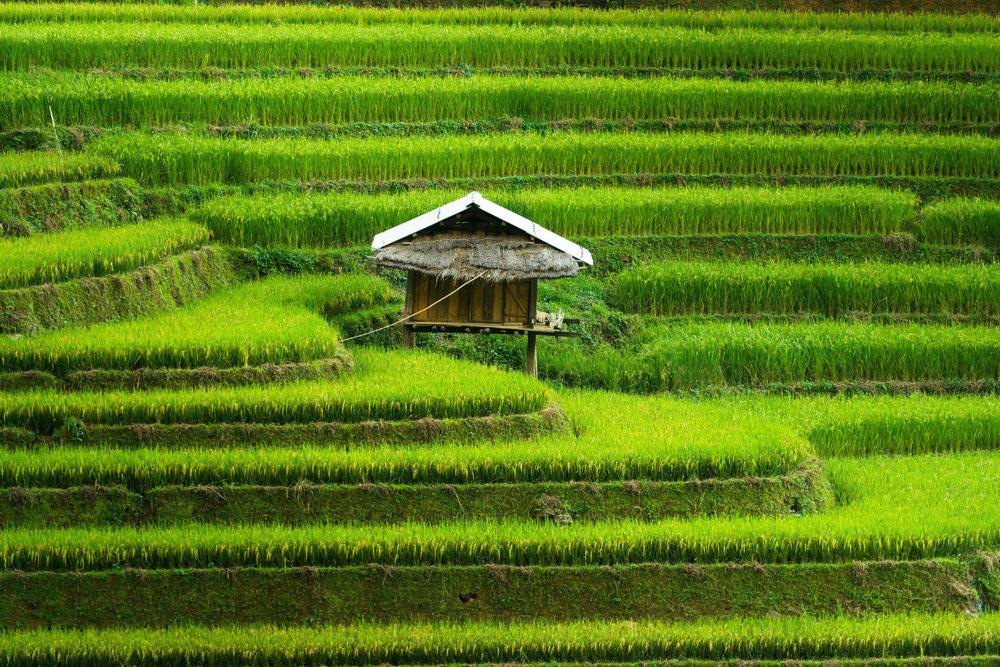 Xã Chế Cu Nha - Những Thửa Ruộng Bậc Thang Cao Ngút Ngàn