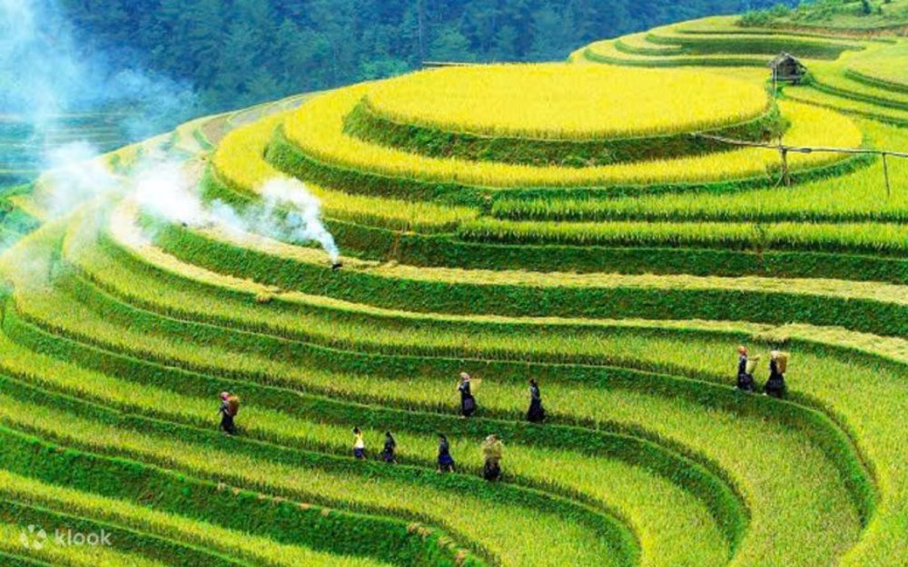 Kinh Nghiệm Tham Quan Rừng Trúc Mồ Dề 
