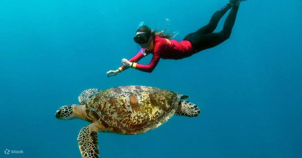 Trải Nghiệm Liveaboard: Khi Đại Dương Trở Thành Nhà Của Bạn