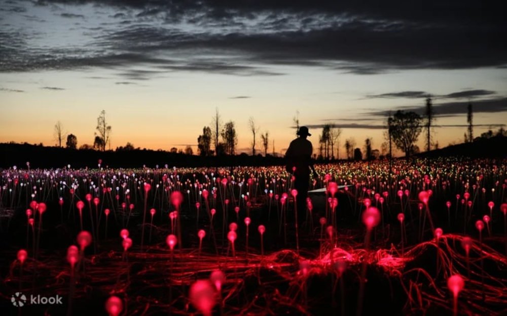 Triển Lãm Ánh Sáng Field Of Light