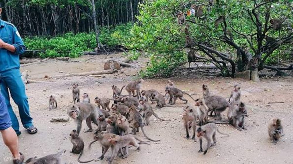 Buổi Sáng: Khám Phá Đảo Khỉ Và Chiến Khu Rừng Sác