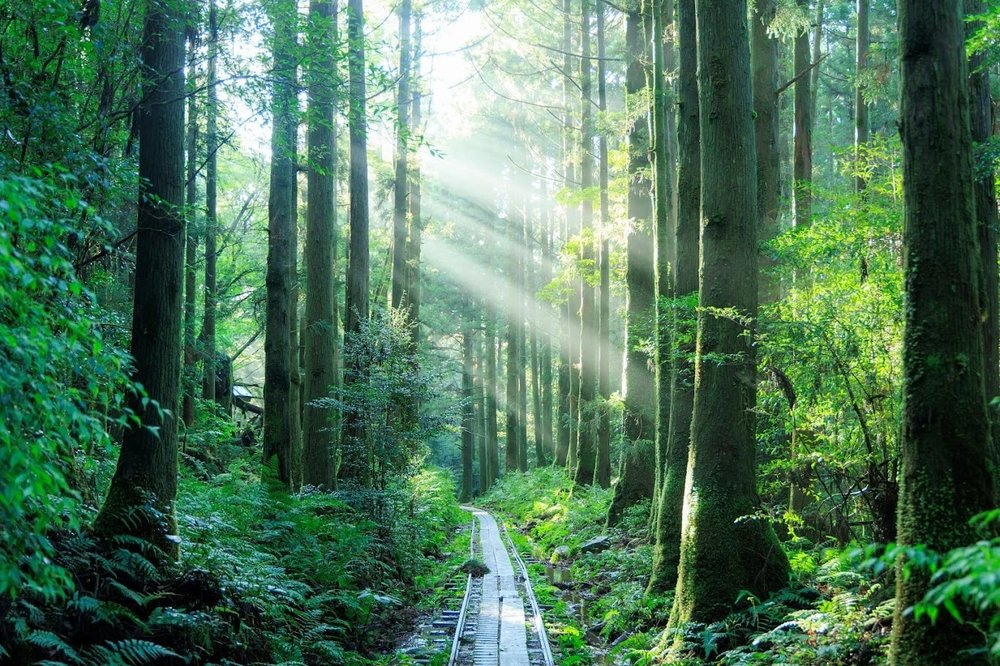 sg - Yakushima Island