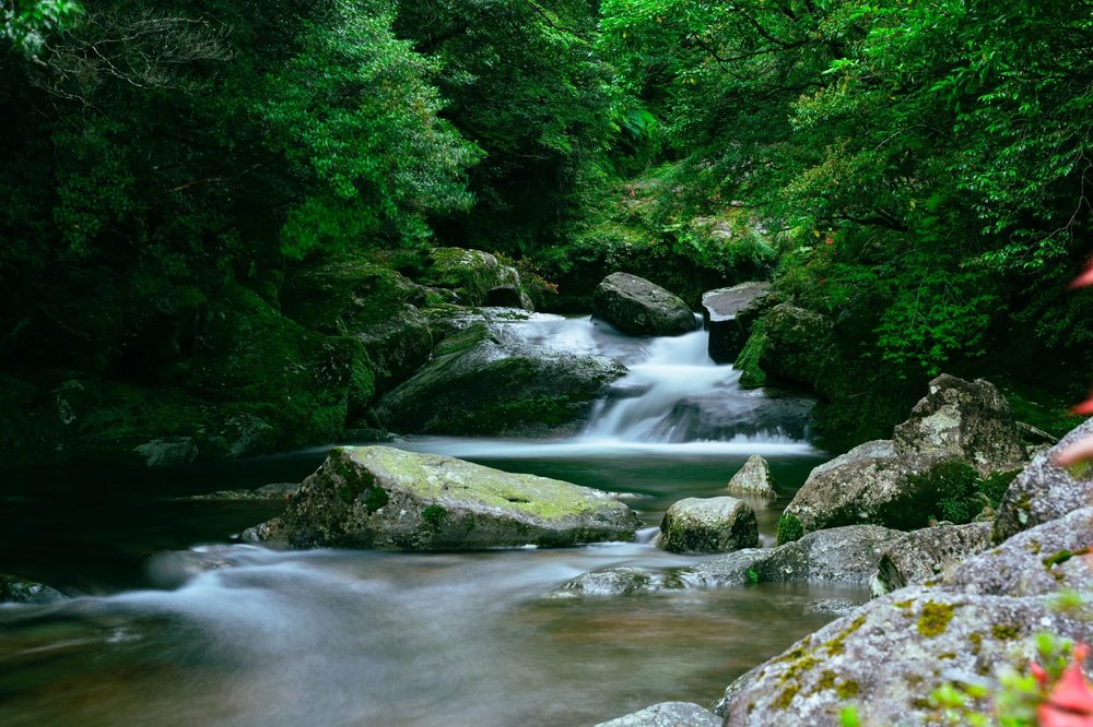 sg - Yakushima Island