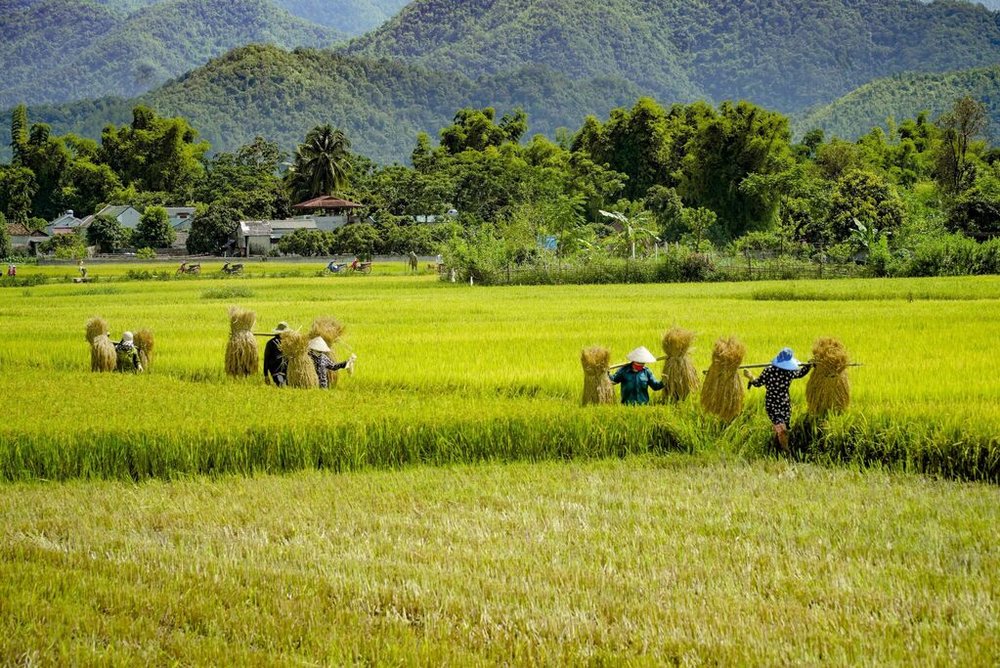 Sáng: Đi Chợ Mua Quà & Ngắm Cánh Đồng Mường Thanh