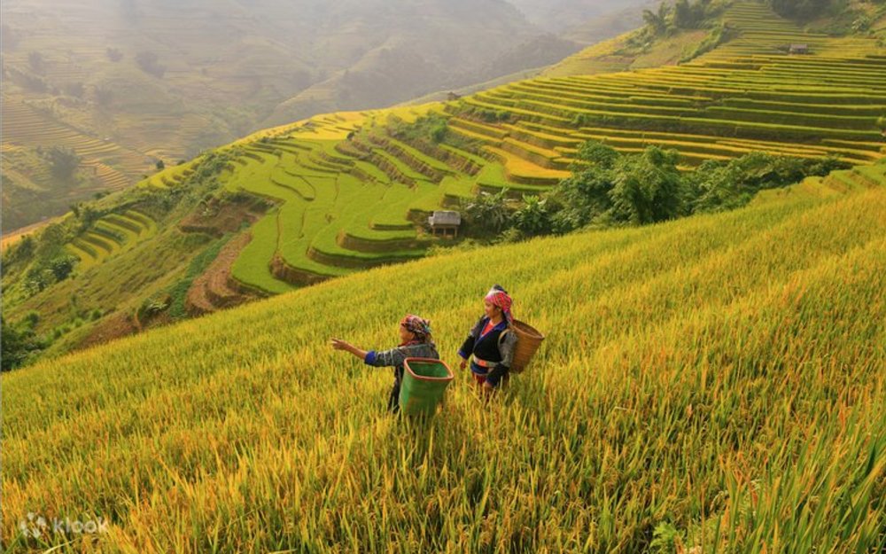 Buổi Chiều Choáng Ngợp Giữa Biển Lúa Mù Cang Chải