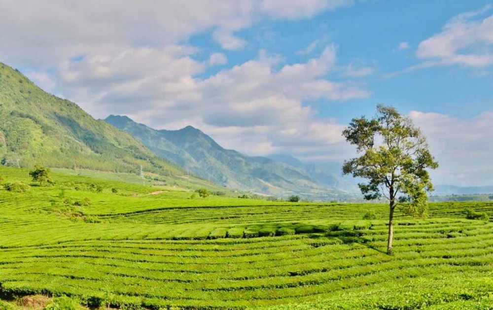 Buổi Sáng Lướt Qua Những Đồi Chè Xanh Ngát Tân Uyên