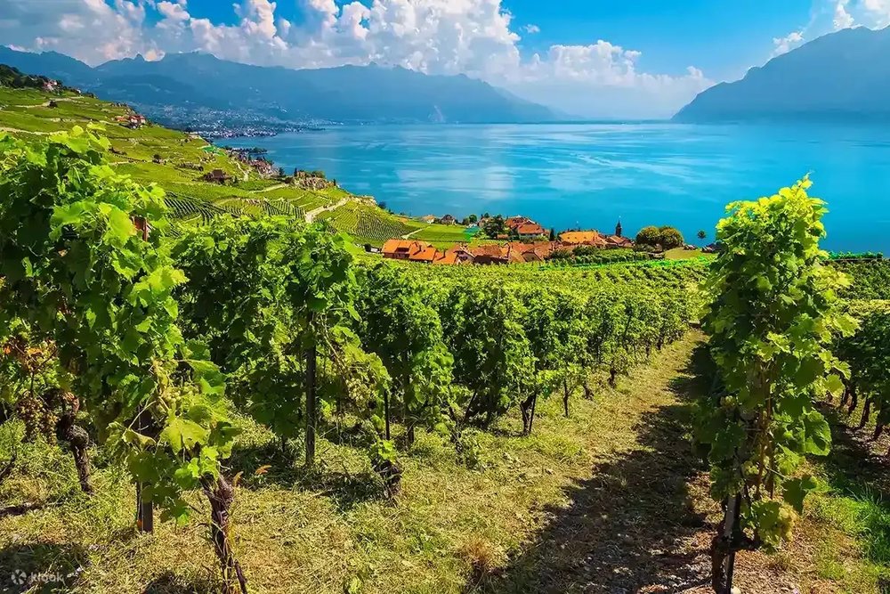 Say Quên Lối Về Tại Những Vườn Nho Lavaux
