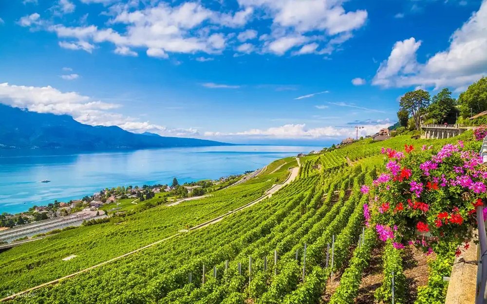 Say Quên Lối Về Tại Những Vườn Nho Lavaux