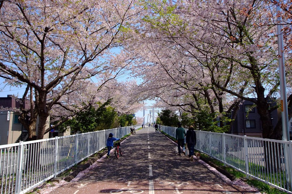 Sapporo cherry blossom