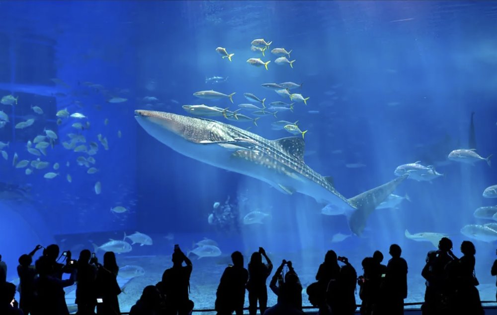 Okinawa Churaumi Aquarium