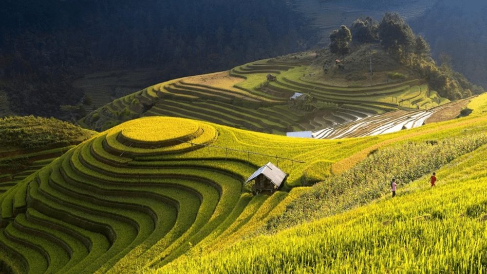 Mùa Lúa Chín - Biển Vàng Thung Lũng
