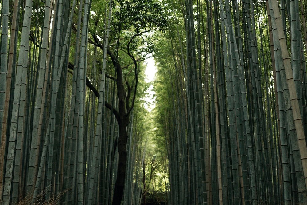 Kyoto3Day-arashiyama