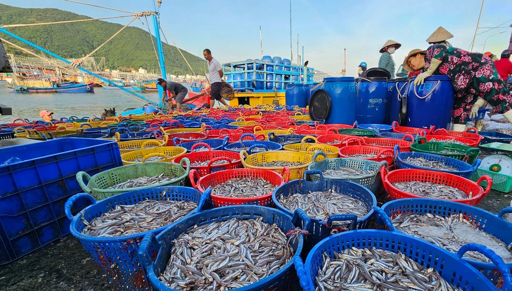 Bến Cá Dân Sinh Vĩnh Trường - Trải Nghiệm Một Buổi Sáng Tại Bến Cá