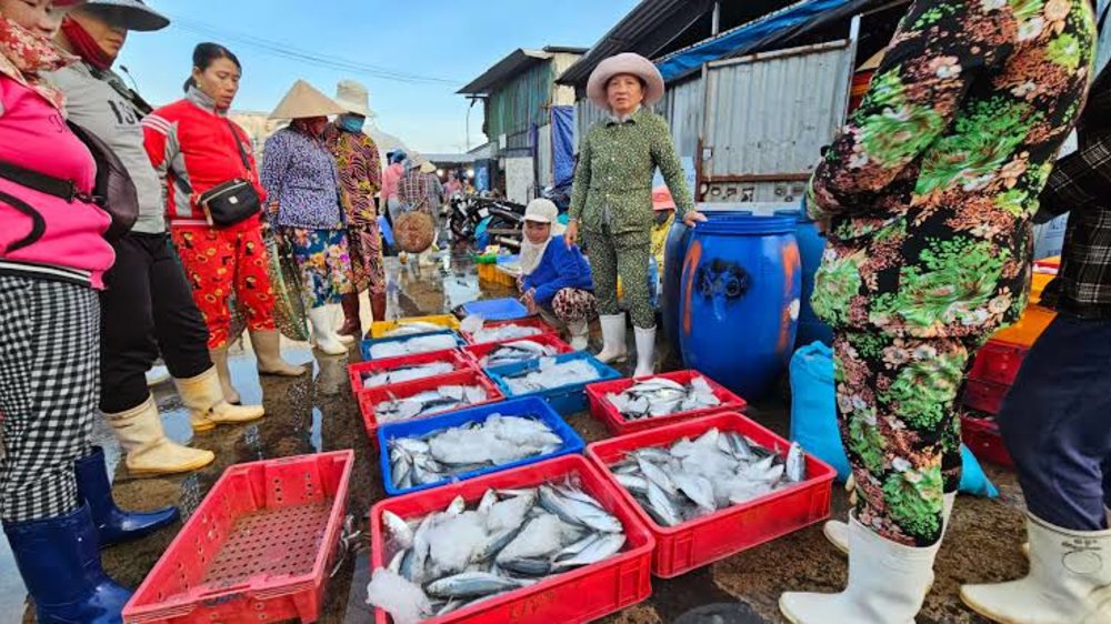 Bến Cá Dân Sinh Vĩnh Trường - Trải Nghiệm Một Buổi Sáng Tại Bến Cá