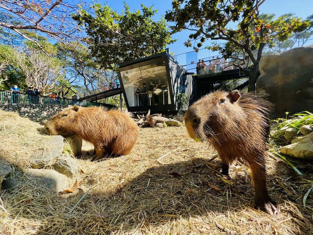 壽山動物園