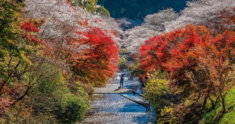 SG - Obara Shikizakura