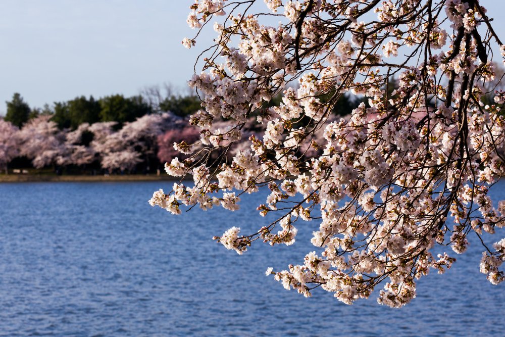 Bắt Trọn Nhịp Sống Cổ Kính Tại Phố Georgetown